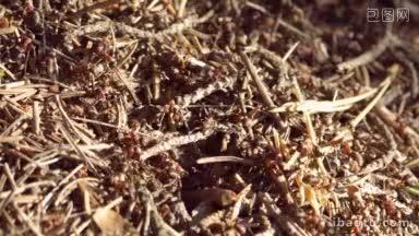 在野生动物的蚁丘组织和团队合作中，一大群蚂蚁在努力工作