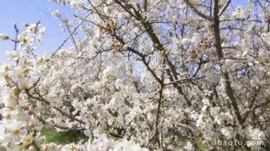 盛开的<strong>果树</strong>在春天的花园里垂直拍摄