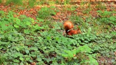 可爱的毛茸茸的松鼠用前爪在高高的草丛中<strong>挖洞</strong>，然后跑开了