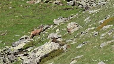 山上的岩羚羊