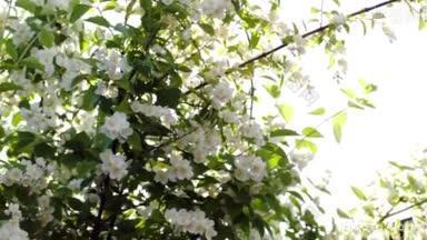 多利特写开花的苹果树与明亮的阳光在树枝间玩耍