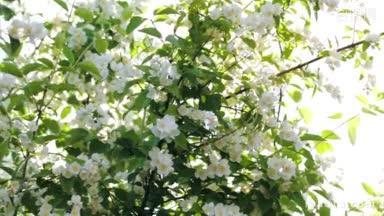 一棵开花的苹果树，阳光透过它的树枝