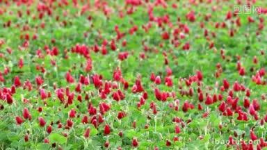美丽的深红色三叶草花田