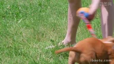孩子和美国斯塔福德郡梗小狗在草地上玩耍