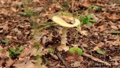 毒伞菌在森林中的有毒主体