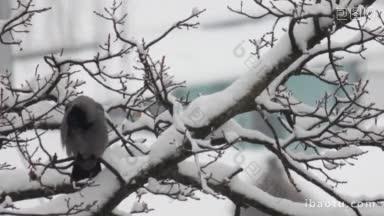 乌鸦坐在积雪覆盖的树枝上