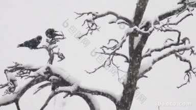 三只乌鸦坐在积雪覆盖的树枝上