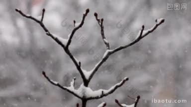 积雪覆盖的树枝映衬着飘落的雪花