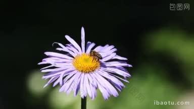 蜜蜂在花上<strong>采蜜</strong>