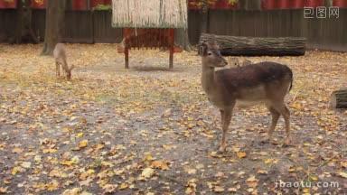 秋天动物园里梅花鹿和小鹿靠近饲养员