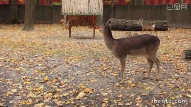 秋天<strong>动物</strong>园里，梅花鹿和两只小鹿在饲养员附近散步