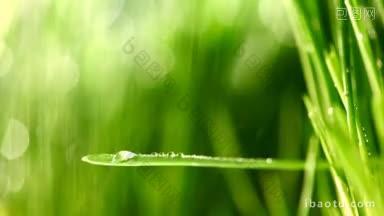 雨下青草鲜绿