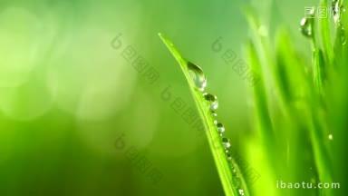 雨下青草鲜绿