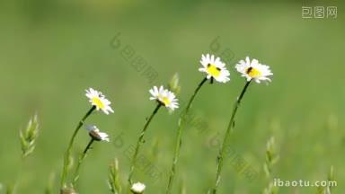 美丽的白色雏菊生长在夏天的白菊
