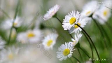 美丽的白色雏菊<strong>生长</strong>在夏天的白菊