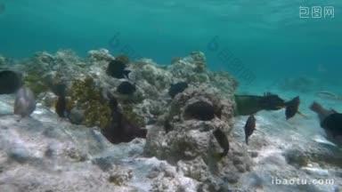 慢动作拍摄不同的外来鱼类在珊瑚礁附近游泳