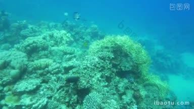 珊瑚礁的慢<strong>动作</strong>镜头，多种不同颜色和大小的外来鱼类在它周围游泳