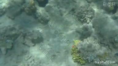 在水下观察海洋植物和珊瑚，阳光穿透水面