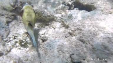 慢动作水下拍摄的鱼游泳在珊瑚礁阳光通过水，使它和