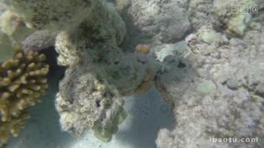 慢动作拍摄的异国情调的鱼游泳在珊瑚礁