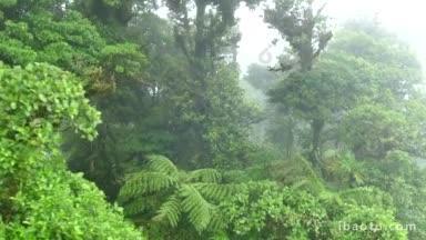 中美洲哥斯达黎加蒙特维德国家公园的风景