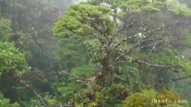 中美洲<strong>哥斯达黎加</strong>蒙特维德国家公园的风景