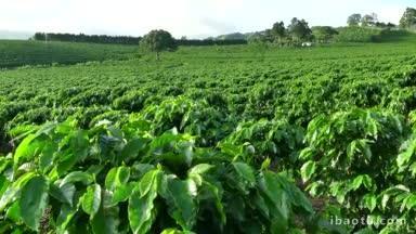 中美洲哥斯达黎加poas火山附近的咖啡种植园，用于出口和全球市场