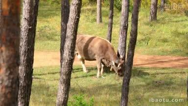 森林里灰色的西班牙奶牛