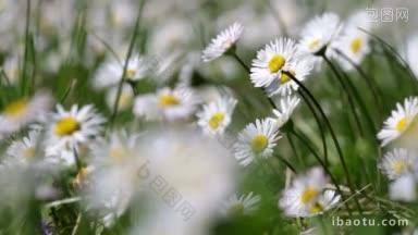 美丽的白色雏菊生长在一个夏天的花园白菊