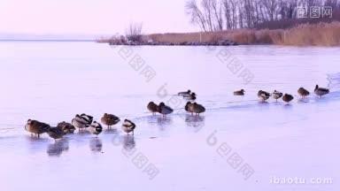 冬天湖里有许多野鸭