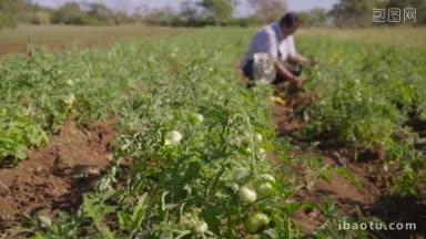拉丁美洲农民在<strong>番茄</strong>田里行走的耕作和栽培