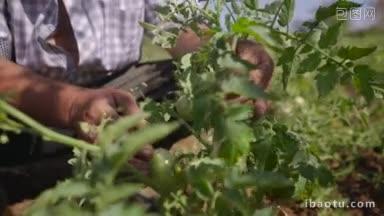 拉丁美洲农民在番茄田里行走的耕作和栽培