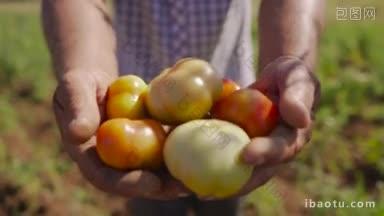 拉丁美洲番茄田农民的耕作与栽培