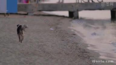 肮脏的无家可归的流浪狗正在沿着海边的海滩上奔跑