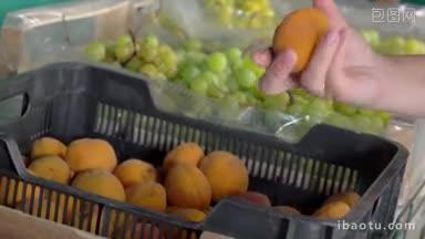 女售货员从杂货店或水果店的塑料盒子里挑选成熟的杏子