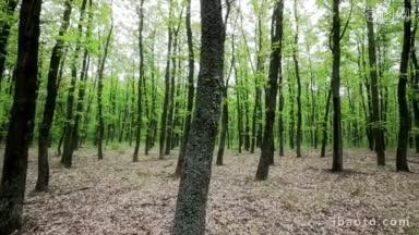 森林细节与<strong>角</strong>木和橡树