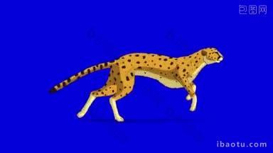 奔跑的猎豹动画镜头孤立在蓝色背景上