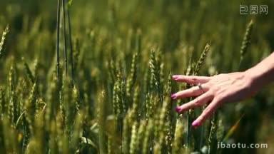 近距离<strong>观看</strong>年轻女子的手臂走在阳光下的绿色麦田