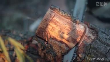 近距离的人用链锯锯干树的原木链锯刀片把原木切成几段