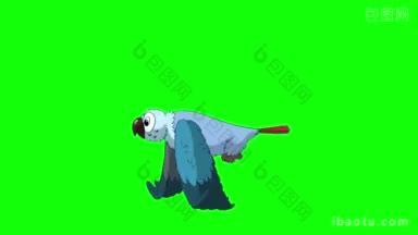 蓝色鹦鹉飞动物绿屏视频画面