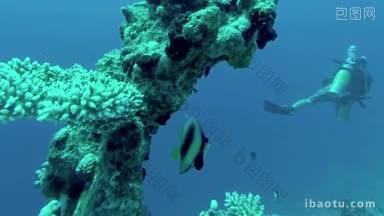 水下珊瑚礁景观与<strong>五颜六色</strong>的鱼