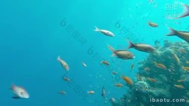 水下珊瑚礁<strong>景观</strong>与五颜六色的鱼