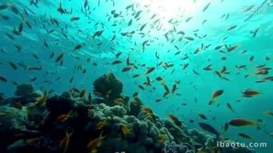 水下珊瑚礁景观与<strong>五颜六色</strong>的鱼