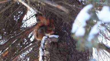 冬天，可爱的红松鼠坐在积雪的<strong>松枝</strong>上，吃着松树种子