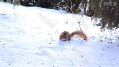 红松鼠在冬季森林的雪地上奔跑，寻找雪松锥<strong>可爱</strong>的松鼠和初雪