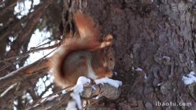 冬天在森林里，可爱的红松鼠坐在<strong>松枝</strong>上吃坚果