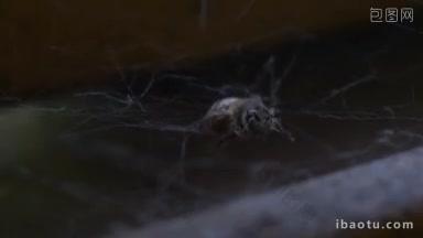 一只蜘蛛捕捉网中的蜜蜂的宏<strong>序列</strong>
