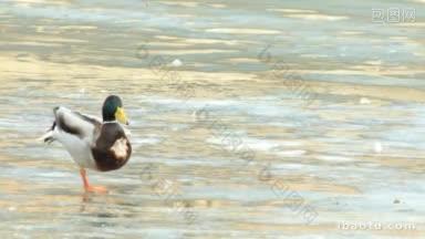 公<strong>鸭</strong>站在湖上融化的冰上