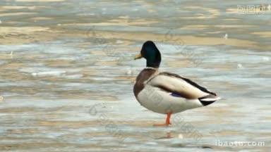公<strong>鸭</strong>站在湖上融化的冰上