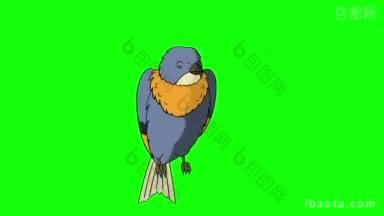 蓝鸟坐着唱着动画动画图形孤立在绿色屏幕上